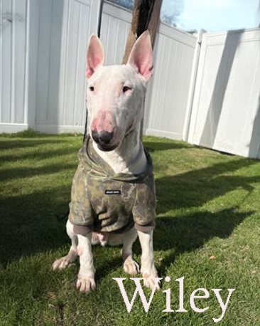 Wiley